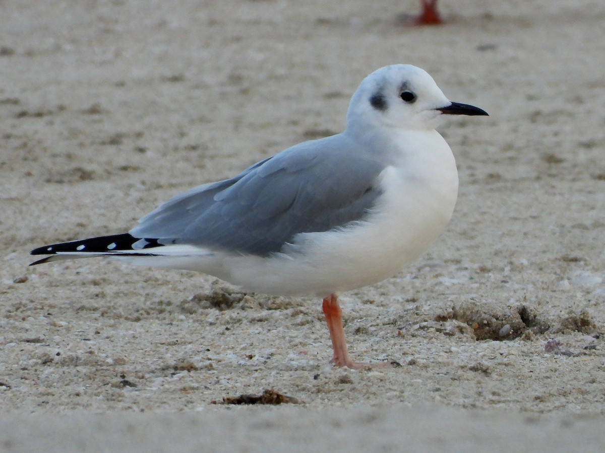 Bonaparte's Gull - ML645949865