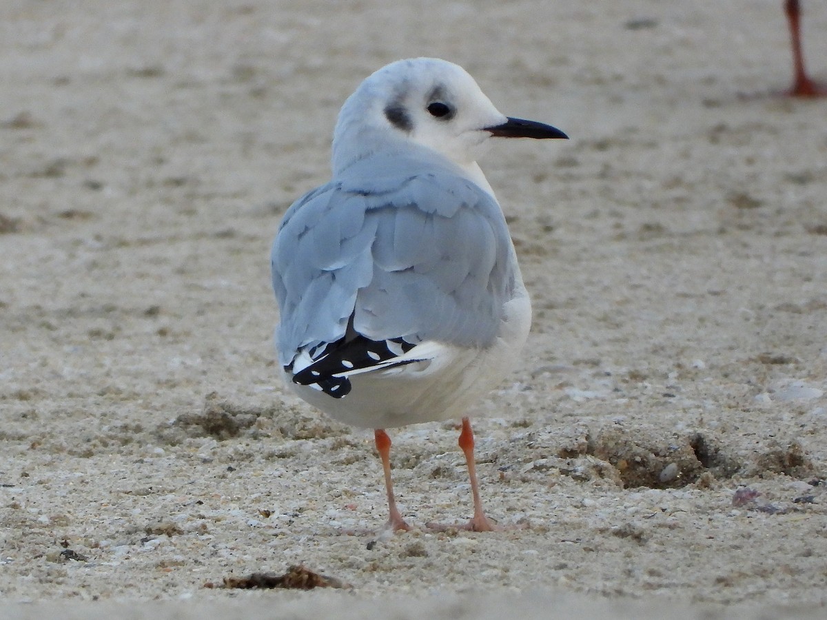 Bonaparte's Gull - ML645949866
