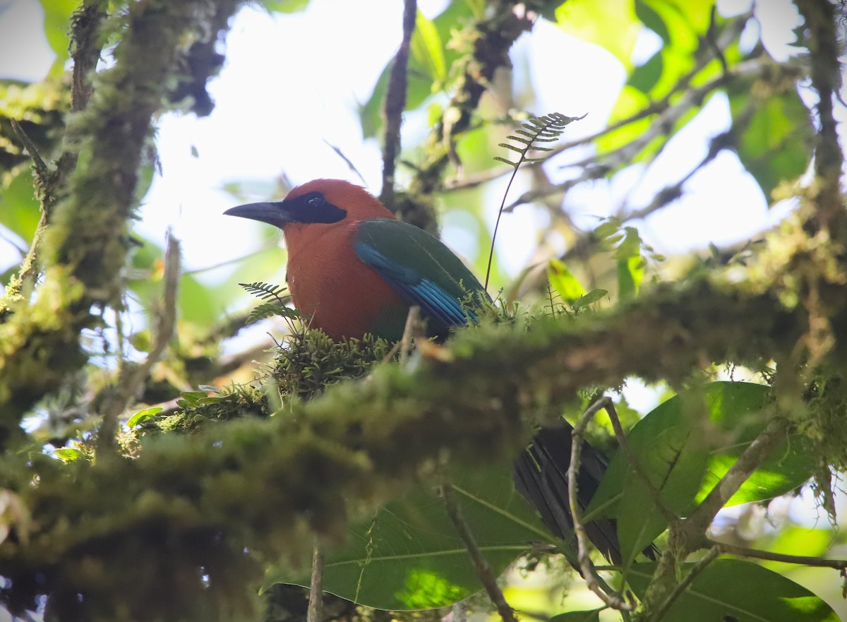 Rufous Motmot - ML645949867