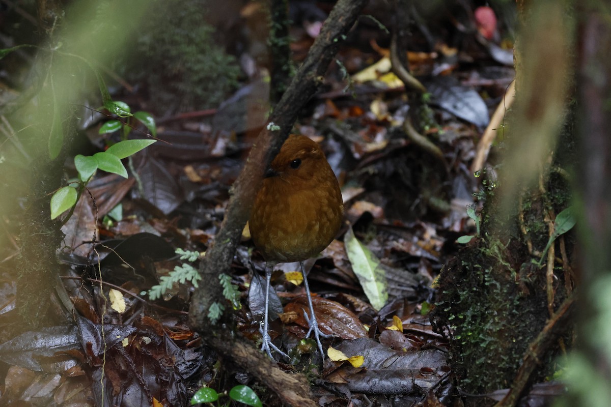 Chestnut Antpitta - ML645949868