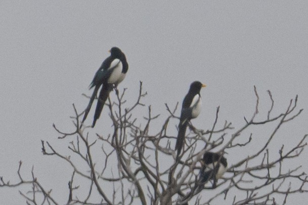 Yellow-billed Magpie - ML645949869