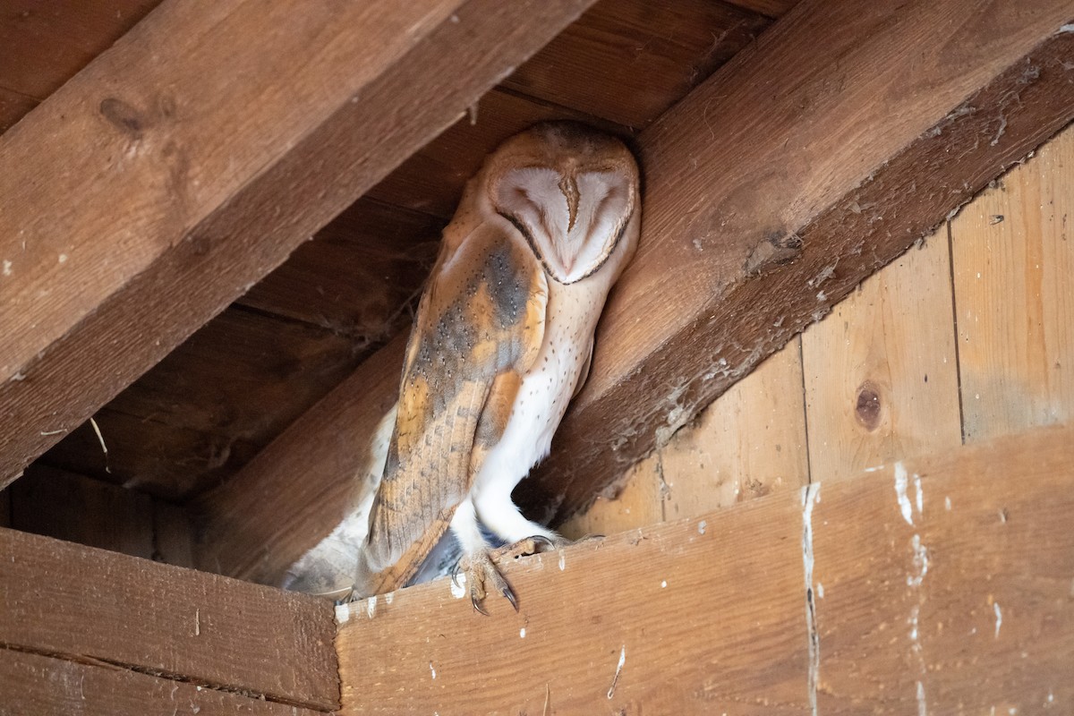 Western Barn Owl - ML645949871