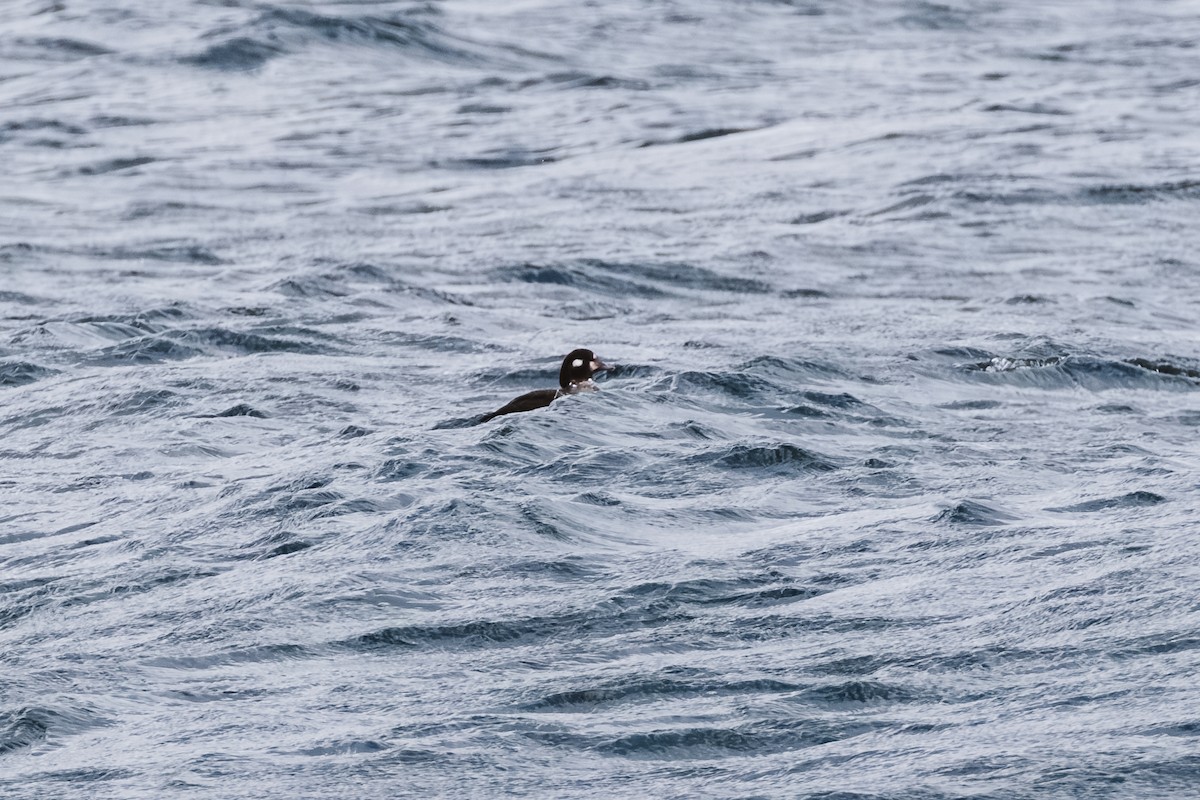 Ahate arlekina - ML645949874