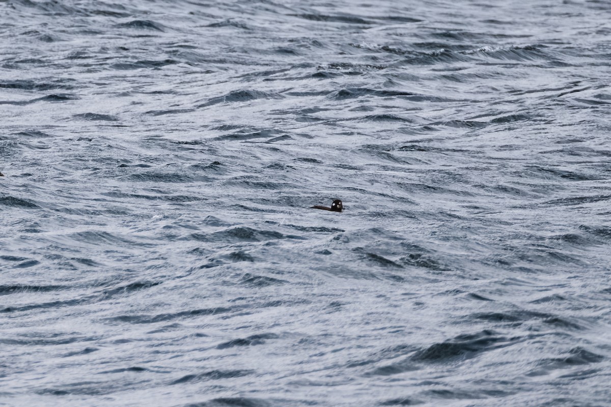 Ahate arlekina - ML645949875