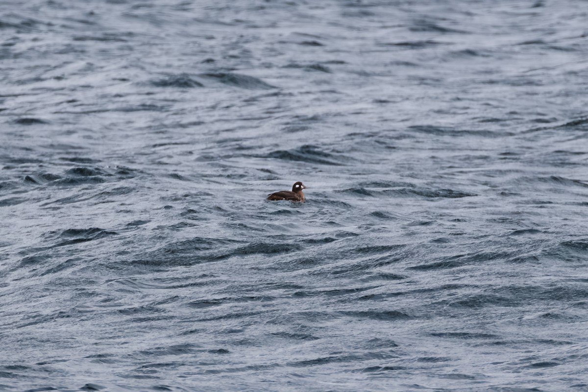 Ahate arlekina - ML645949876