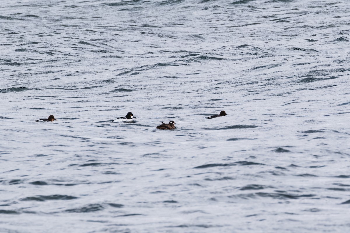 Ahate arlekina - ML645949877