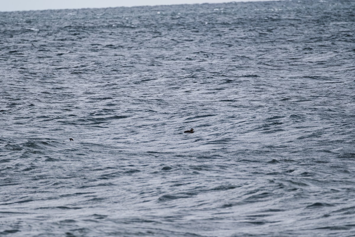 Ahate arlekina - ML645949879