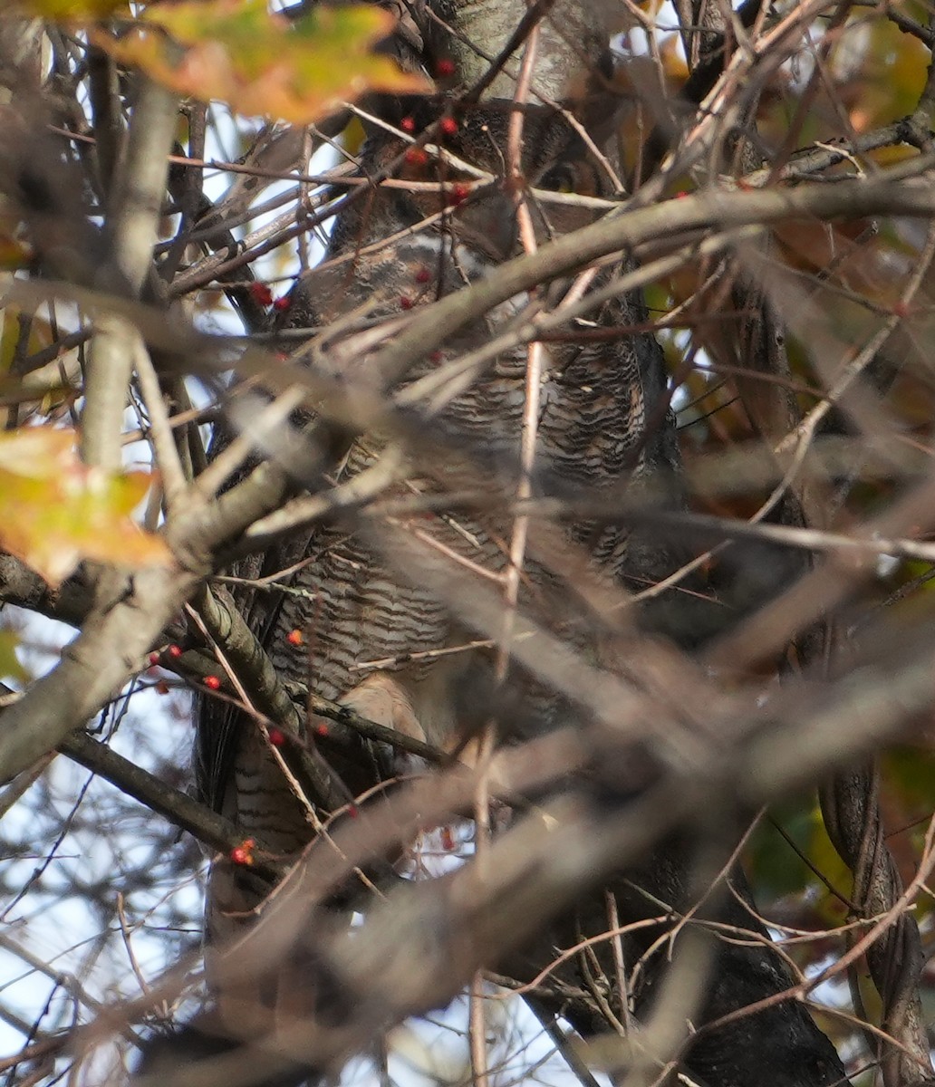 Great Horned Owl - ML645949880