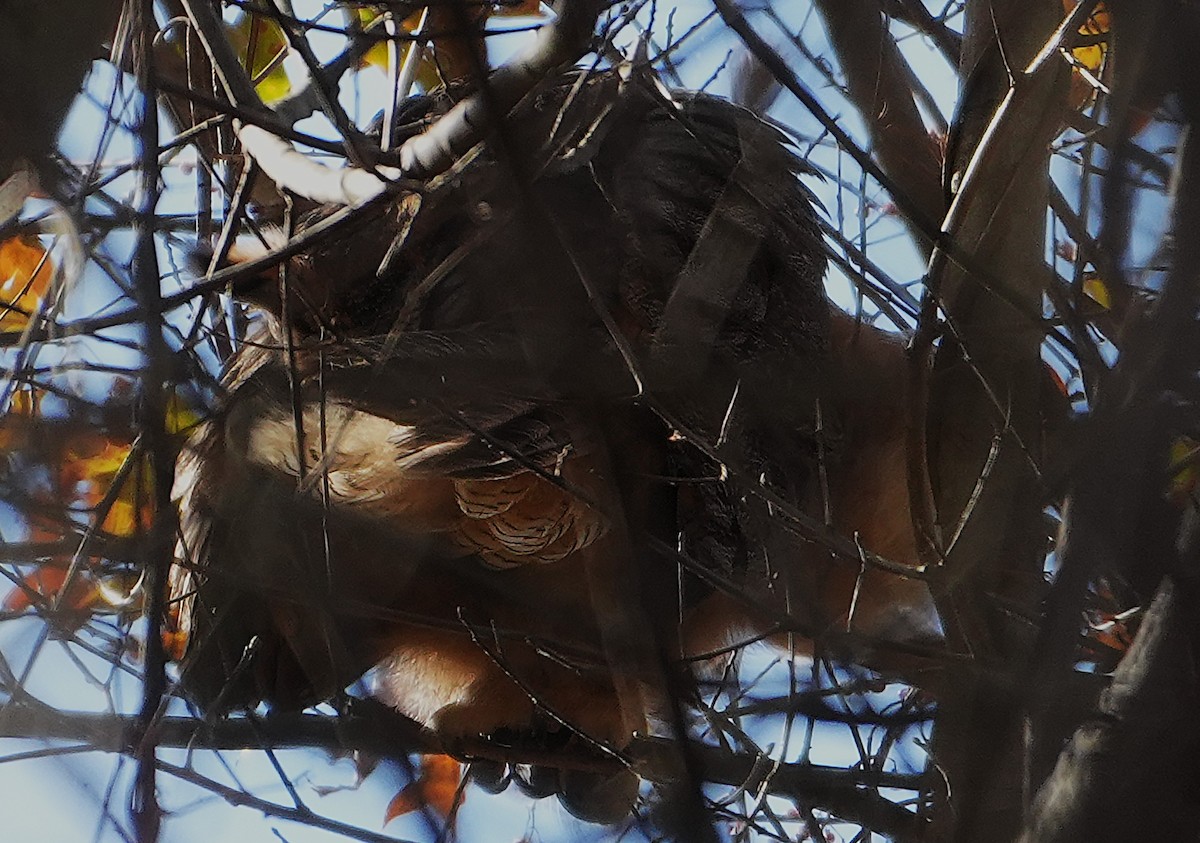 Great Horned Owl - ML645949881