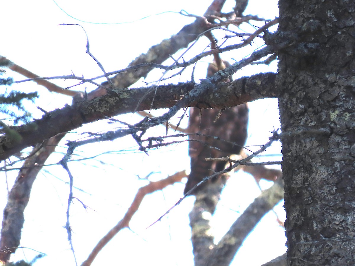 Buteo sp. - ML645949882