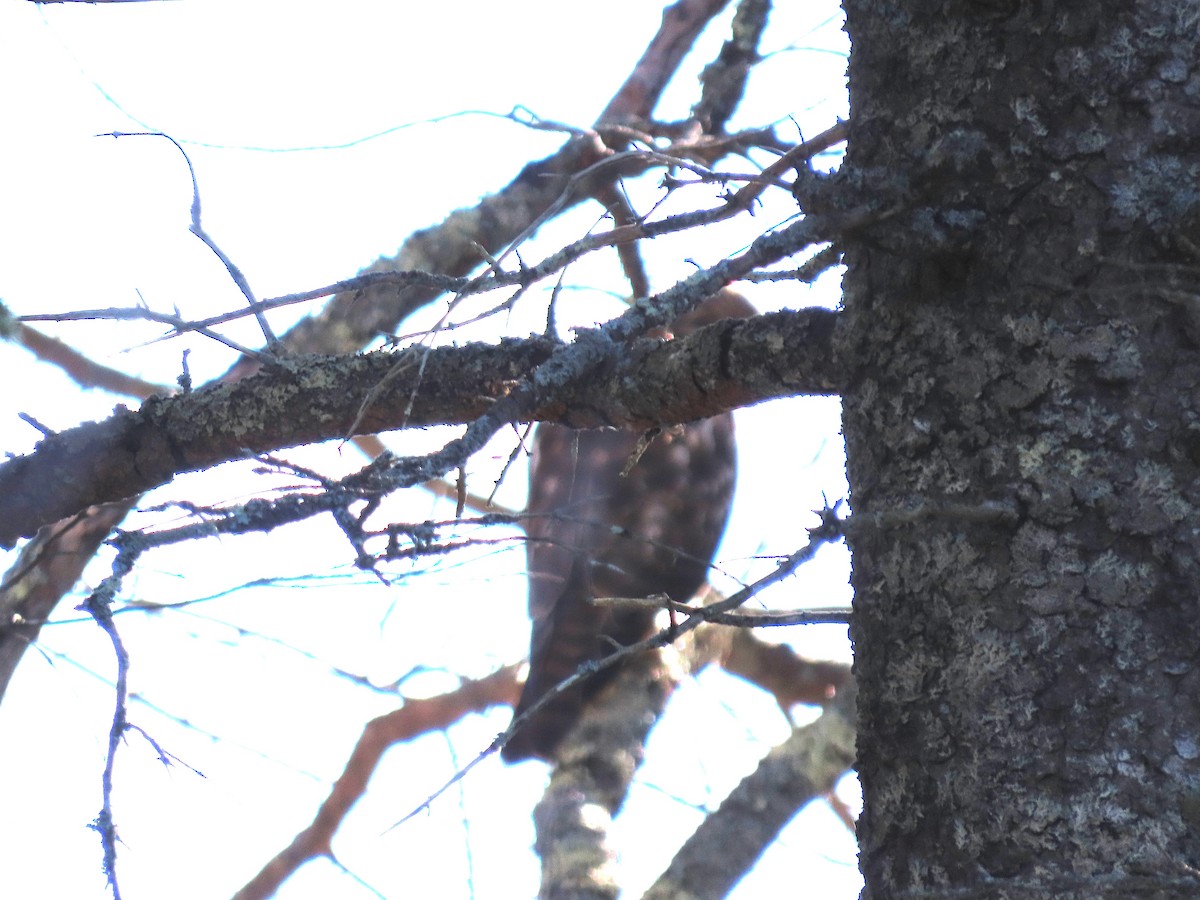 Buteo sp. - ML645949883