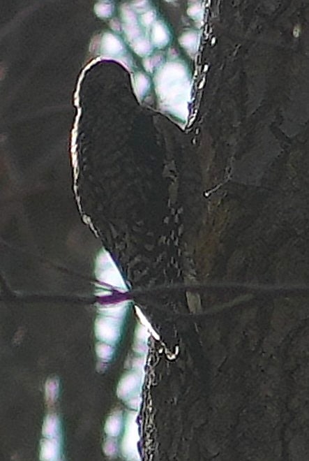 Yellow-bellied Sapsucker - ML645949885