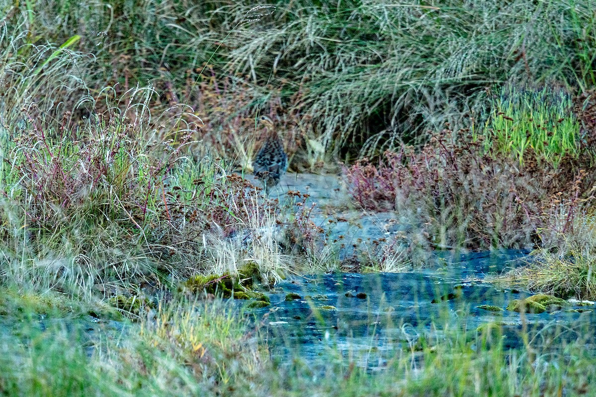 Mountain Bamboo-Partridge - ML645949886