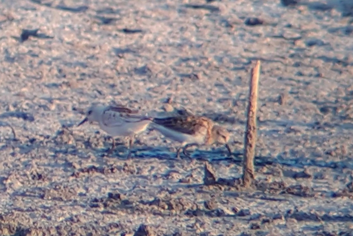 Little Stint - ML645949892