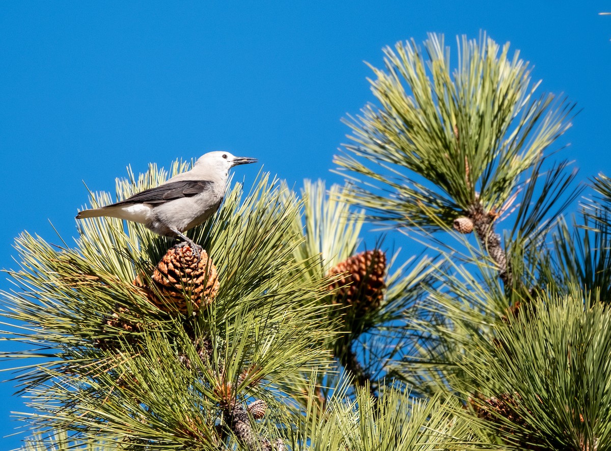 Clark's Nutcracker - ML645949893