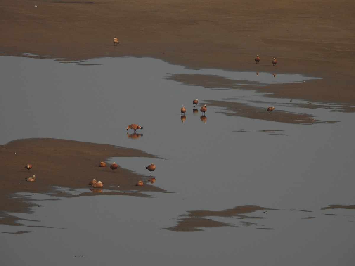 Ruddy Shelduck - ML645949894
