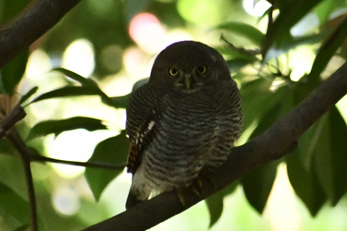 Jungle Owlet - ML645949895