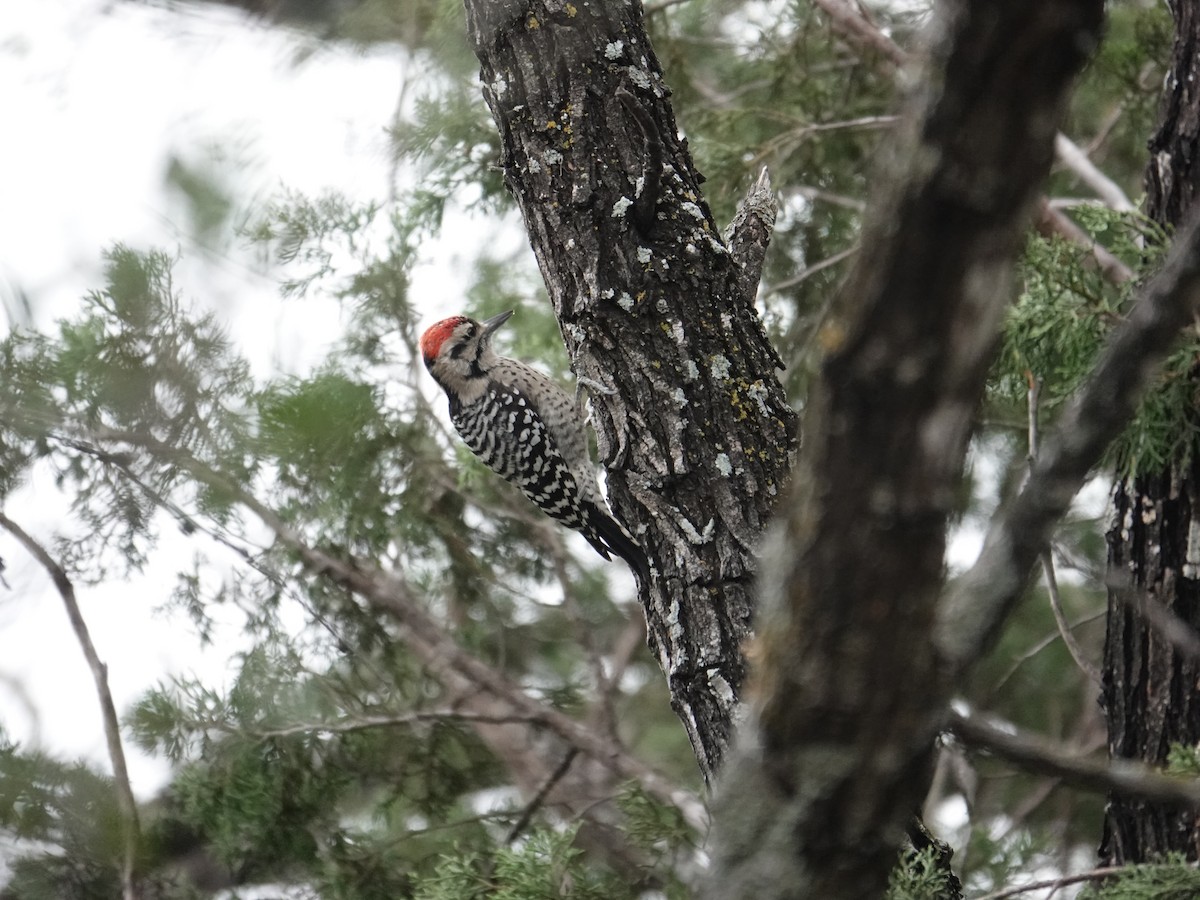 Ladder-backed Woodpecker - ML645949896