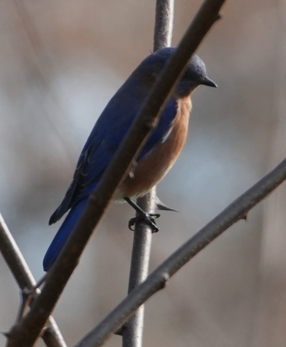 Eastern Bluebird - ML645949899