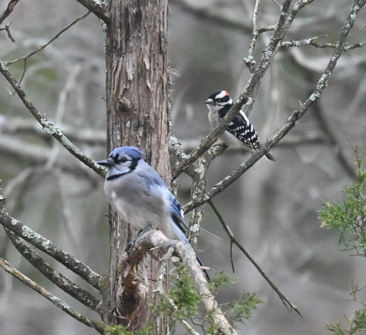 Blue Jay - ML645949903