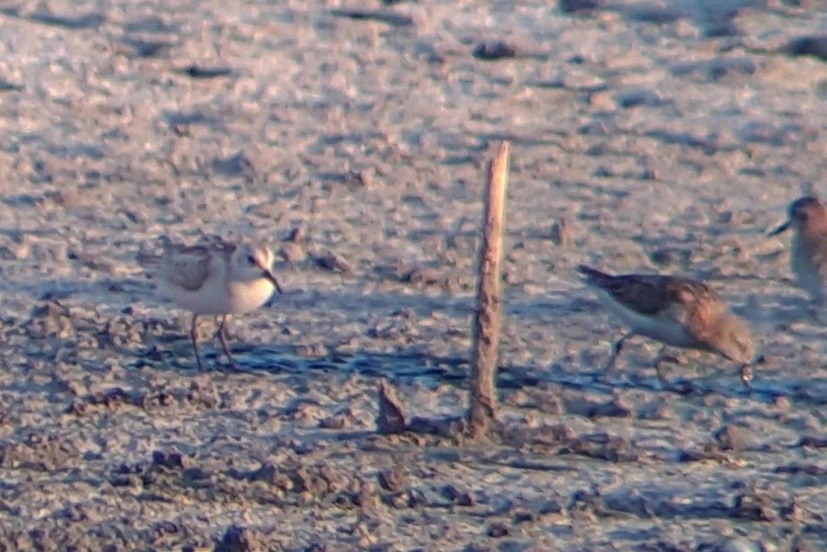 Little Stint - ML645949906