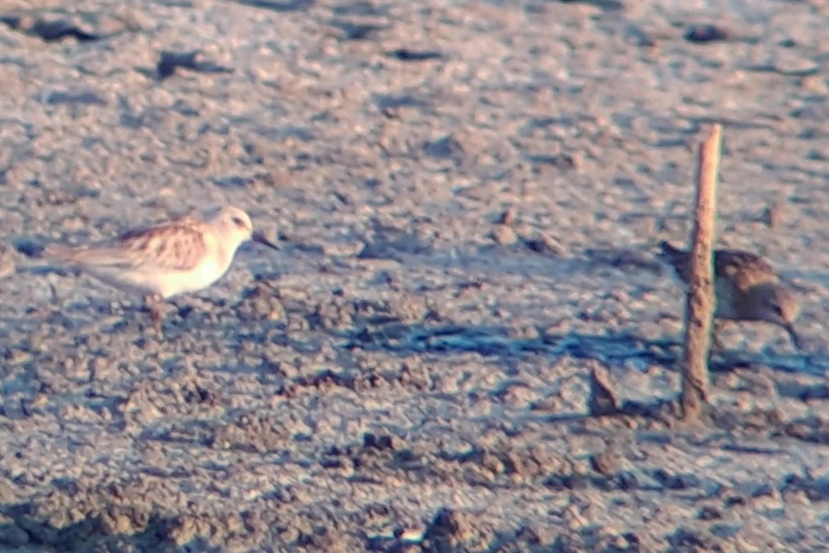 Little Stint - ML645949907