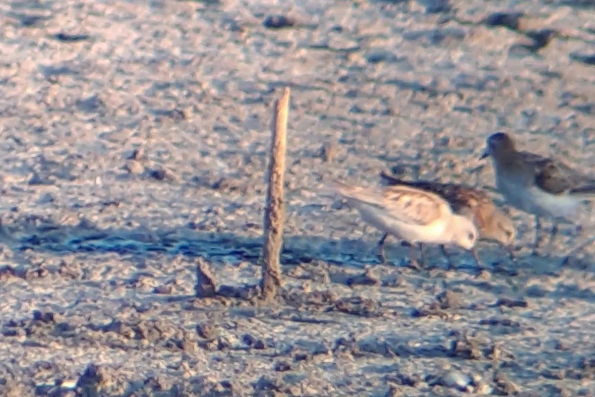 Little Stint - ML645949908