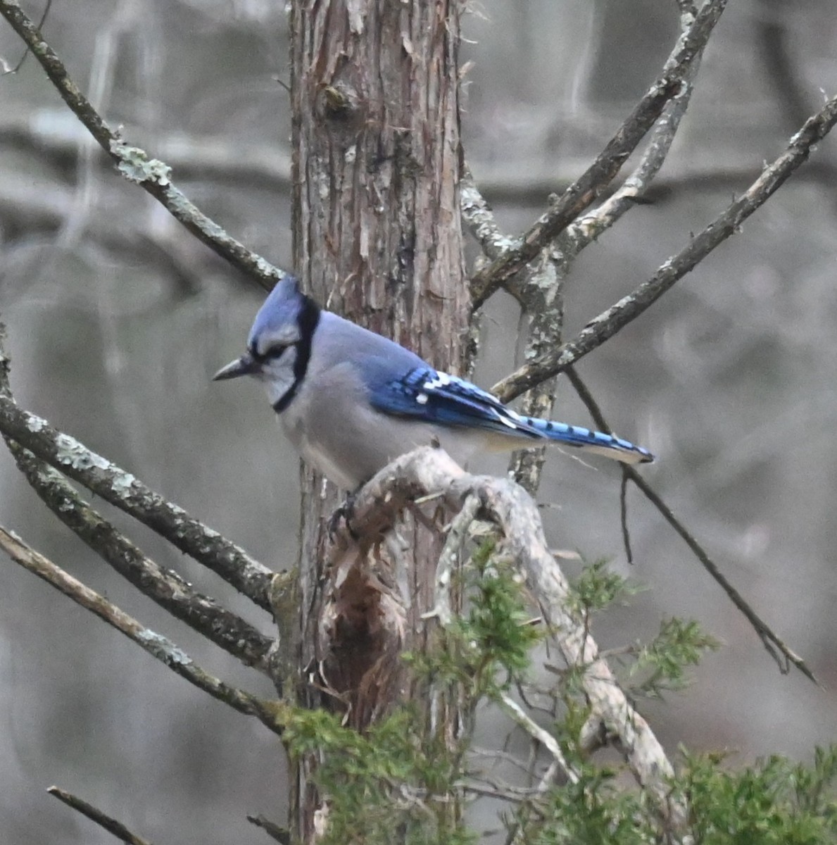 Blue Jay - ML645949909