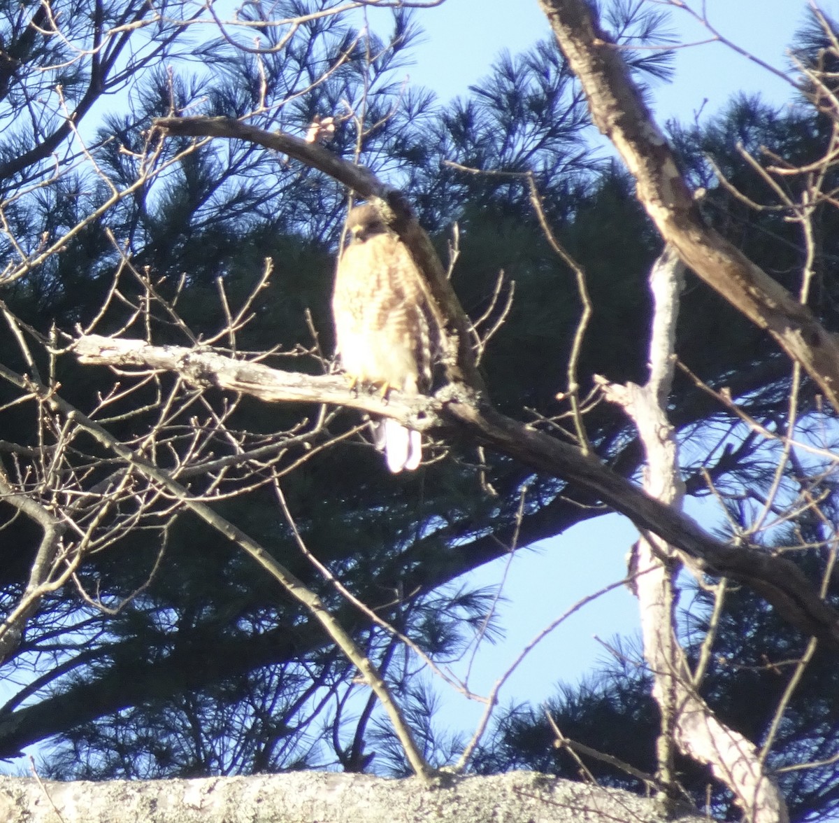 Red-shouldered Hawk - ML645949917
