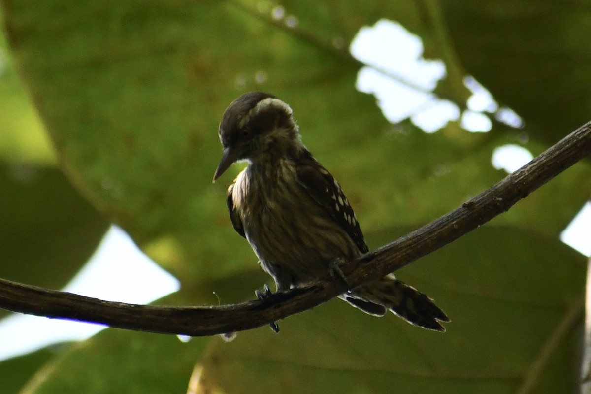 strakapoud hnědohlavý - ML645949921