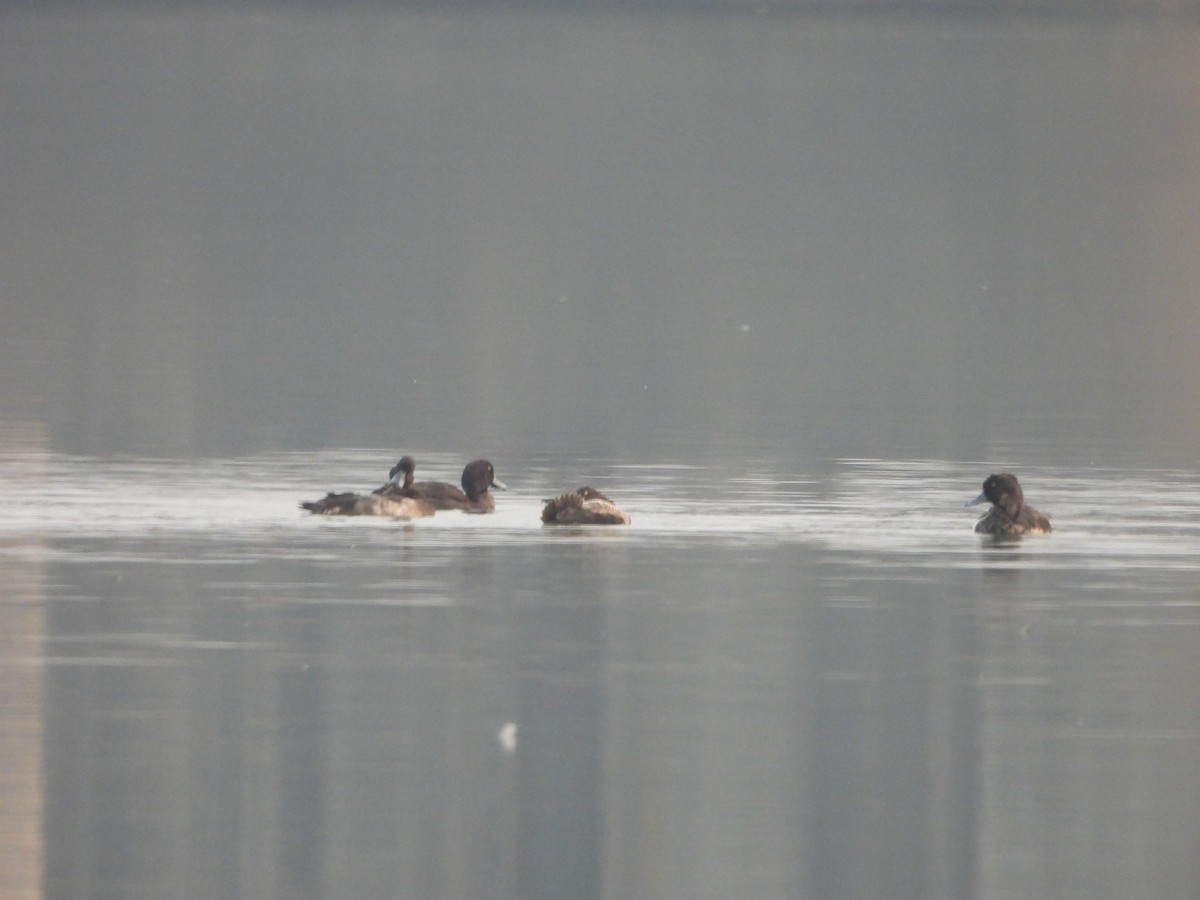 Tufted Duck - ML645949924