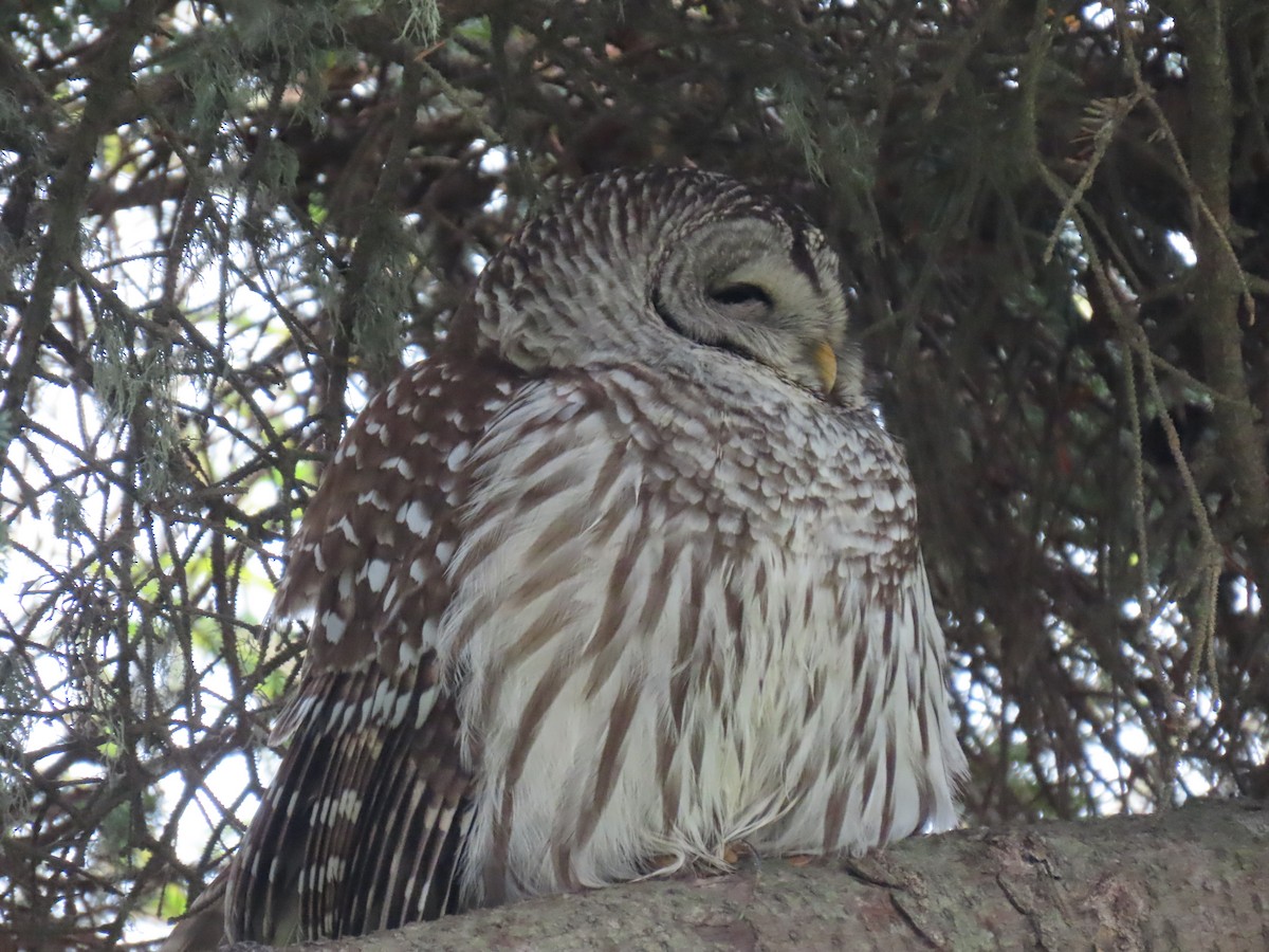 Barred Owl - ML645949936