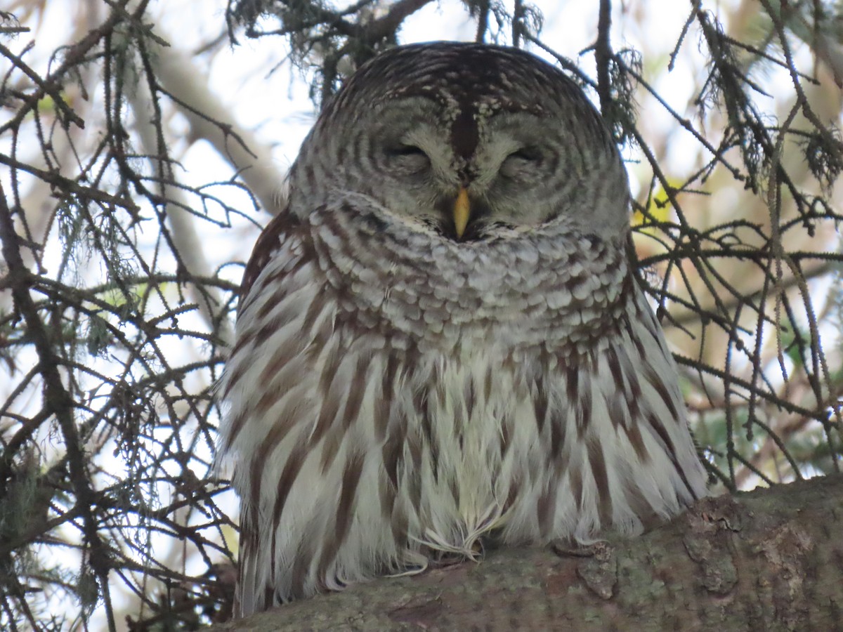 Barred Owl - ML645949937