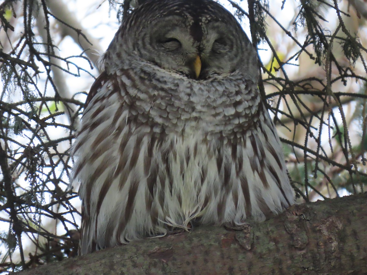 Barred Owl - ML645949938