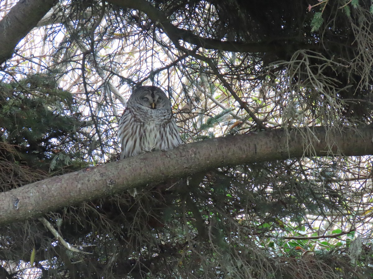Barred Owl - ML645949939