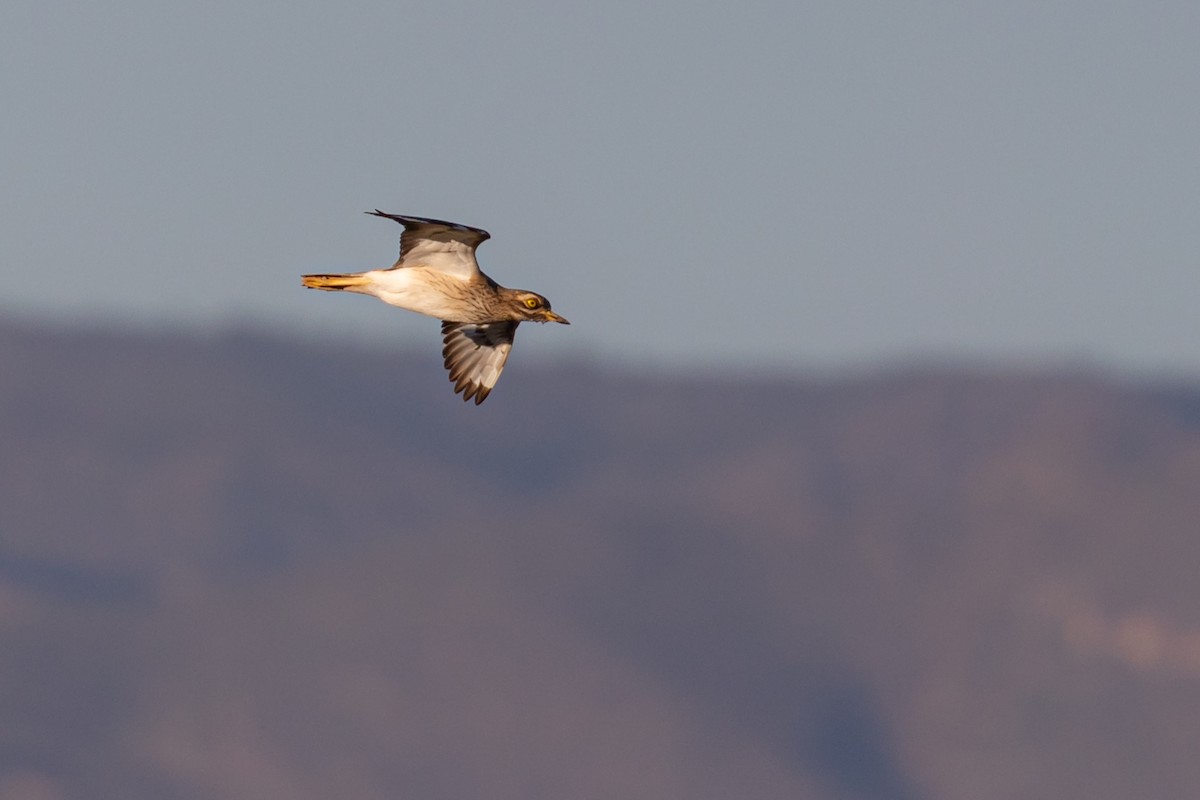Eurasian Thick-knee - ML645949940