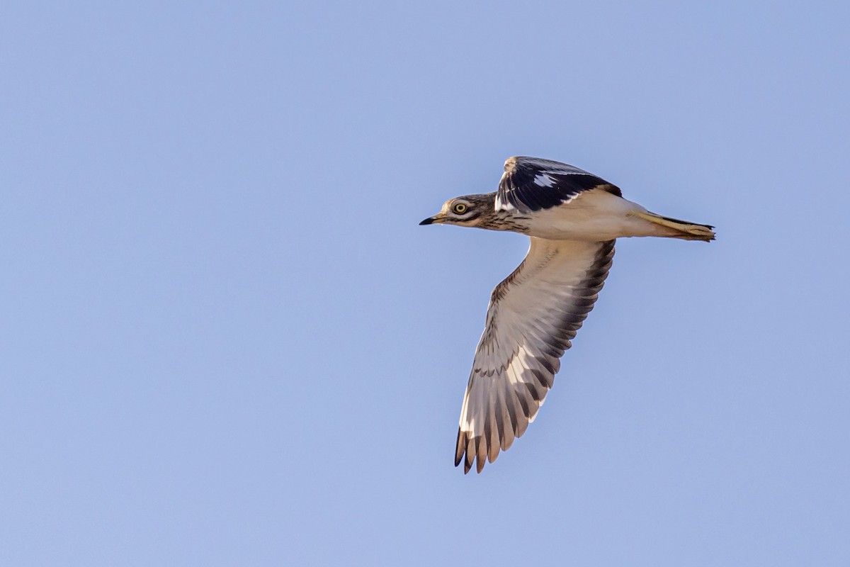 Eurasian Thick-knee - ML645949941