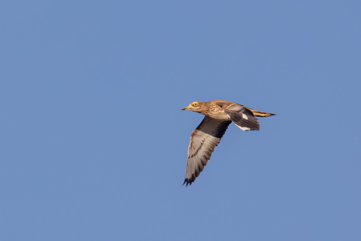 Eurasian Thick-knee - ML645949943