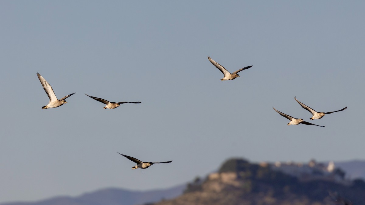 Eurasian Thick-knee - ML645949944