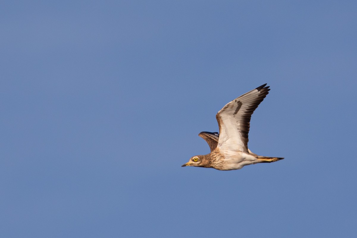 Eurasian Thick-knee - ML645949946