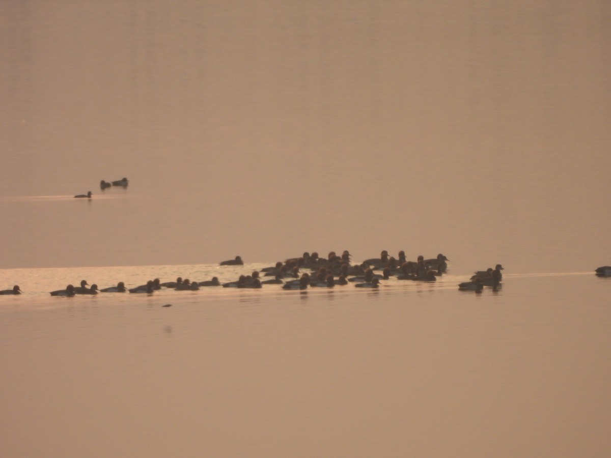 Red-crested Pochard - ML645949948