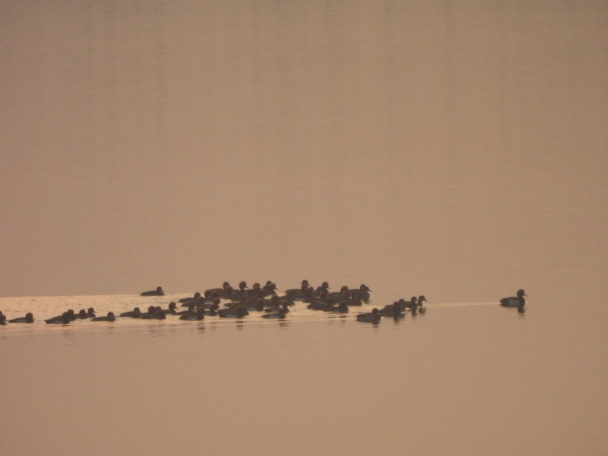 Red-crested Pochard - ML645949949