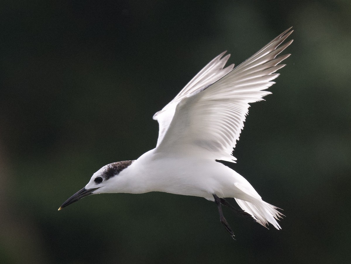 Sandwich Tern - ML645949950