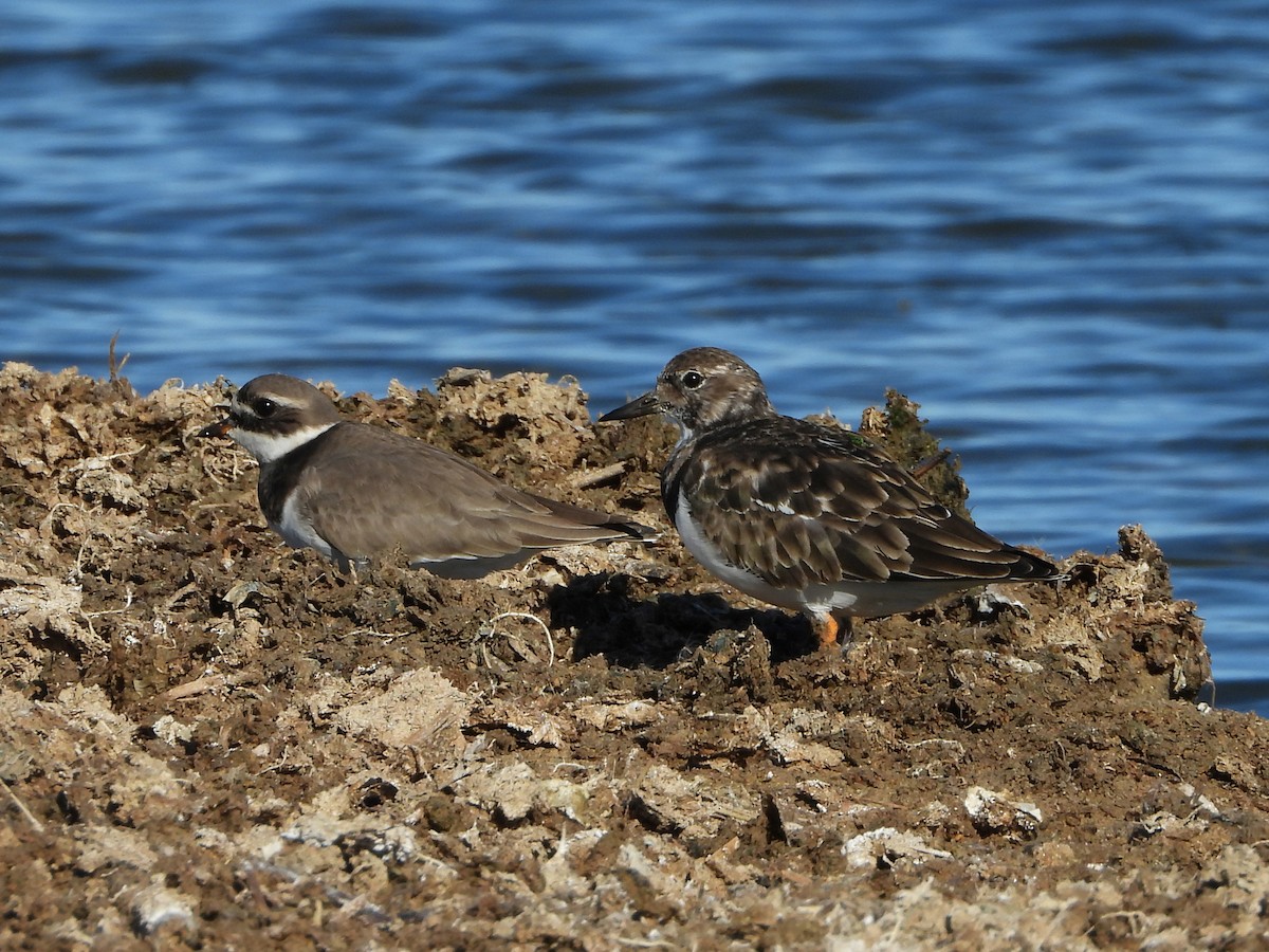 Ruddy Turnstone - ML645949951