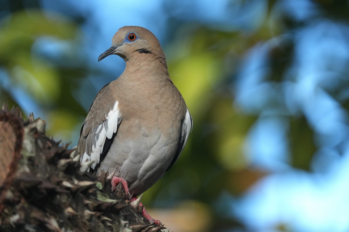 White-winged Dove - ML645949953