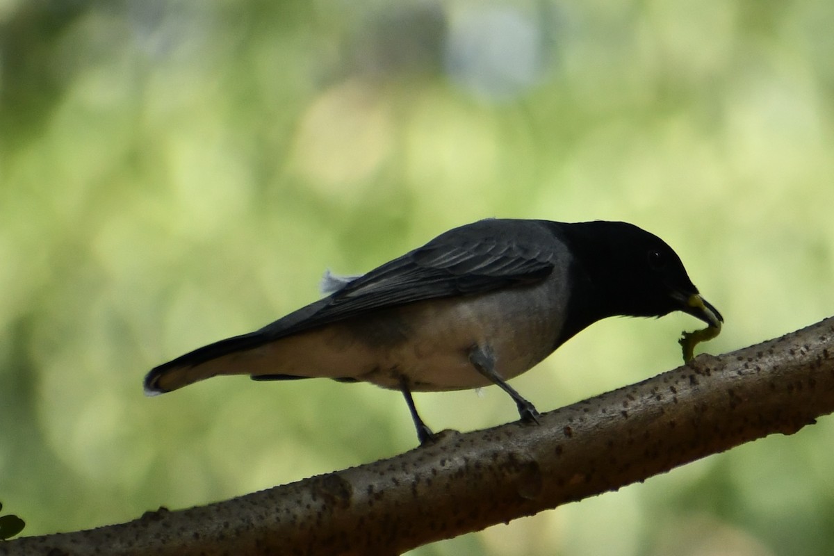 Black-headed Cuckooshrike - ML645949954