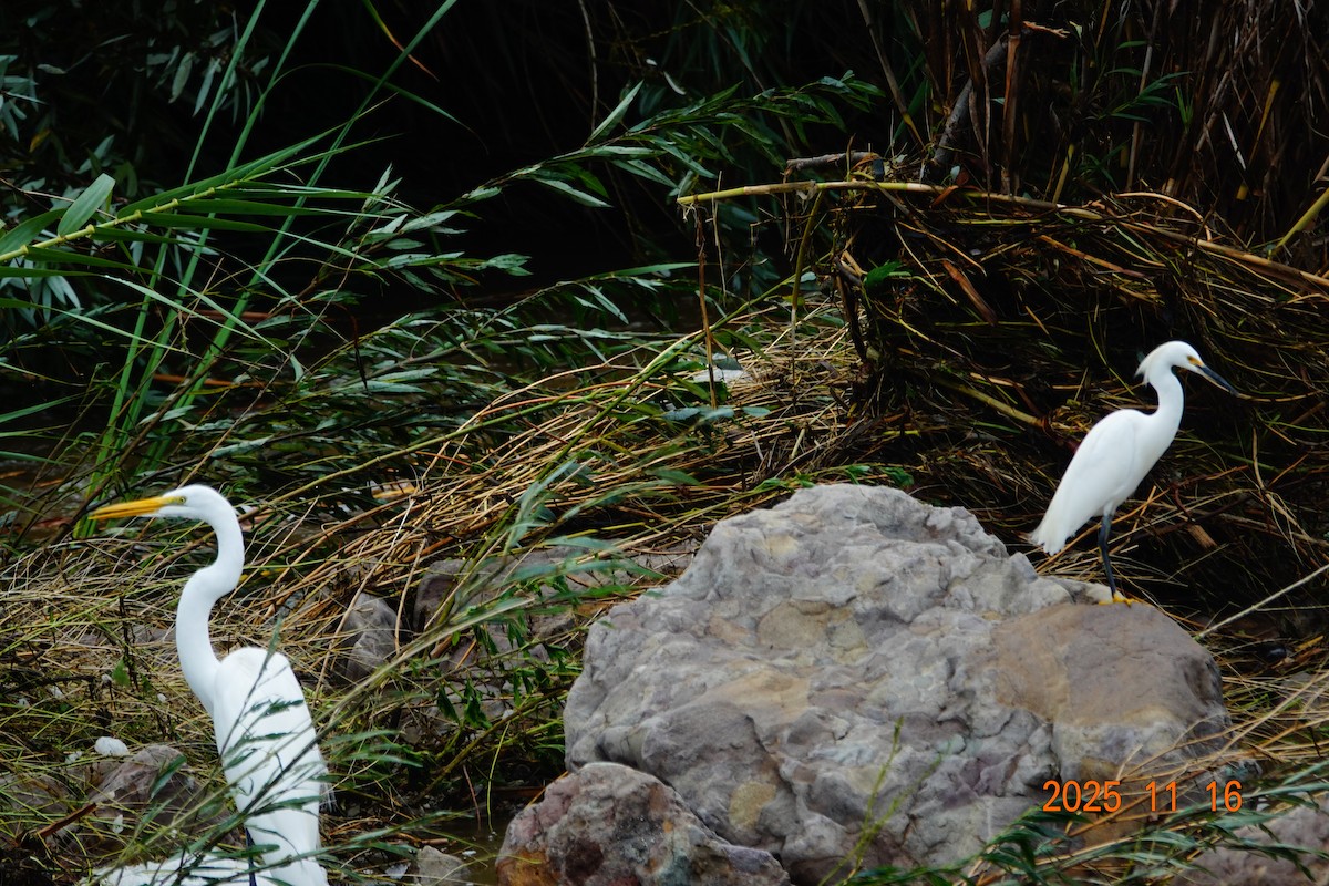 Great Egret - ML645949955