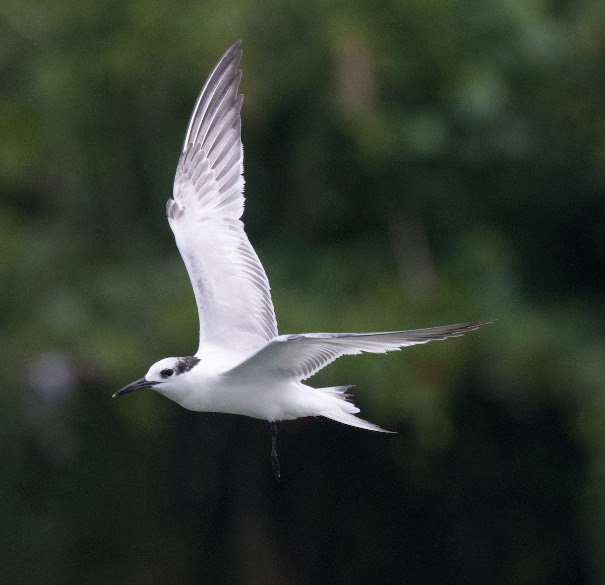 Sandwich Tern - ML645949956