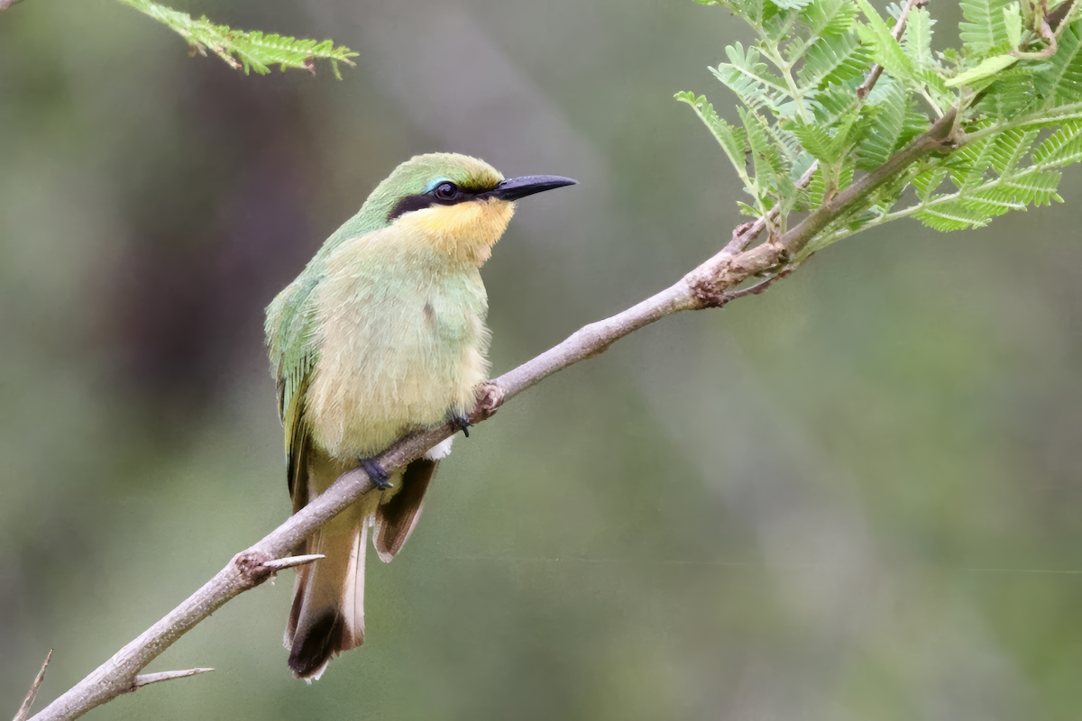 Little Bee-eater - ML645949957