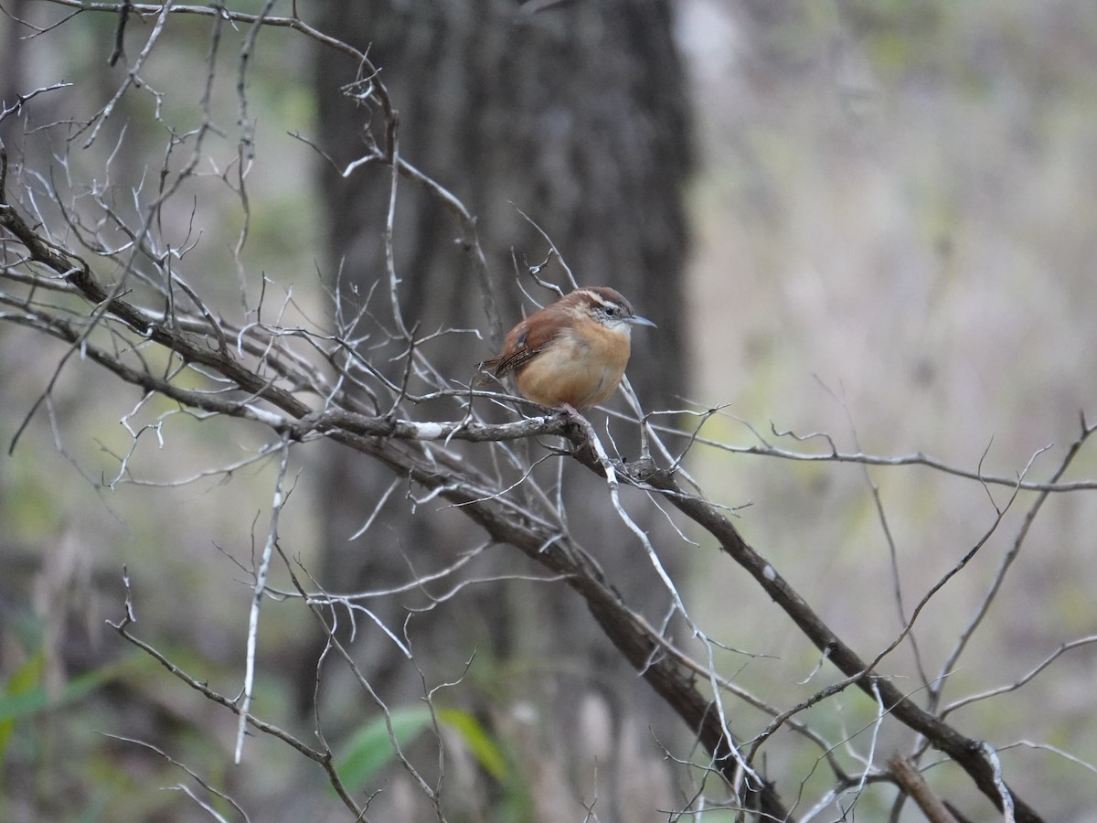 Carolina Wren - ML645949959